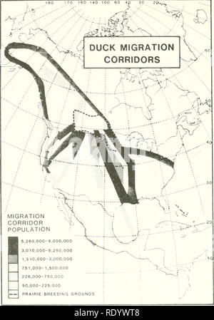 . Die Ökologie der delta Sümpfe des Coastal Louisiana: eine Gemeinschaft Profil. Marsh Ökologie - Louisiana, Feuchtgebiete - Louisiana. Abbildung 58. Große Ente migration Küste Sümpfe (Bellrose 1980). Korridore zu Golf Vogelpopulationen sre größte während des Winters, wenn Enten und Gänse im Überfluss vorhanden sind. Es ist irreführend, alle diese Arten zu gruppieren, jedoch, wie Sone über Südamerika migrieren, wie für die pintail und Krickenten gezeigt. Diese beiden Arten erreichen peak Fülle spät im Jahr und im Frühling wieder, anscheinend, weil ein großer Teil der Bevölkerung im Süden über den Golf in der Mitte bewegt - Wint Stockfoto