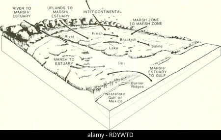 . Die Ökologie der delta Sümpfe des Coastal Louisiana: eine Gemeinschaft Profil. Marsh Ökologie - Louisiana, Feuchtgebiete - Louisiana. Kapitel 4 DER SUMPF IN DEN KÜSTENGEBIETEN BECKEN flarshes sind offen Ökosysteme; das heißt, sie sind keine isolierten Inseln nicht in Kontakt mit ihrer Umgebung. Ganz im Gegenteil, der Hauptgrund dafür, dass Sie sind von besonderem Interesse für Ökologen und Naturschützer, weil sie stark mit umgebenden Ökosysteme gekoppelt sind. In Kapitel 2 werden wir sagen, dass die wichtigsten physikalischen treibende Kräfte für die Sümpfe der vorderen River sind und die nachgeschalteten Ozean. Beide sind außerhalb des ma Stockfoto