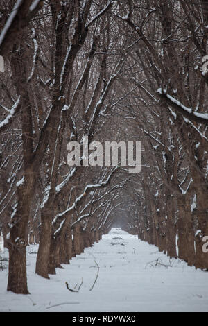 Der Schnee Reihen von Bäumen in einem Pecan Grove in New Mexico Mesilla Valley, in der Nähe von Las Cruces Stockfoto