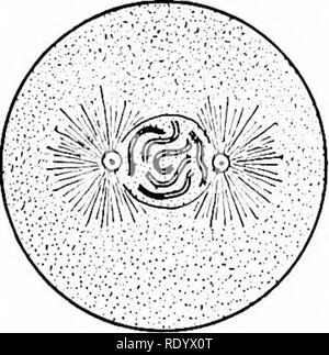 . Grundsätze der modernen Biologie. Biologie. Die Zellteilung in Bezug auf Reproduktion - 45. Bitte beachten Sie, dass diese Bilder sind von der gescannten Seite Bilder, die digital für die Lesbarkeit verbessert haben mögen - Färbung und Aussehen dieser Abbildungen können nicht perfekt dem Original ähneln. extrahiert. Marsland, Douglas, 1899 -. New York, Holt, Rinehart und Winston Stockfoto