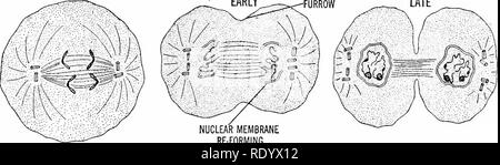 . Grundsätze der modernen Biologie. Biologie. Zentriolen ASTER-PROPHASES METAPHASEN FRÜH SPÄT. Kernmembran RE-FORMING ANAPHASE TELOPHASES Abb. 3-2. Diagramm, das moderne Konzept der Mitose als in einer typischen tierischen Zelle system Der protoplasmic Fasern beobachtet, kollektiv die Spindel genannt. Die mitotische Zentren sind als spezialisierte Teile der Zyto- keimplasma, an den Enden, oder Polen gelegen, der Spindel betrachtet, obwohl diese Regionen manchmal nicht sehr klar abgegrenzt sind, vor allem in pflanzlichen Zellen. Die Fasern an jedem Ende der Spindel immer konvergieren, jedoch auf jeden Fall ein Lo Stockfoto