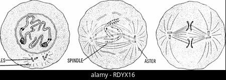 . Grundsätze der modernen Biologie. Biologie. Anfang der Zellteilung in Bezug auf Reproduktion - 43 spät. Zentriolen ASTER-PROPHASES METAPHASEN FRÜH SPÄT. Bitte beachten Sie, dass diese Bilder sind von der gescannten Seite Bilder, die digital für die Lesbarkeit verbessert haben mögen - Färbung und Aussehen dieser Abbildungen können nicht perfekt dem Original ähneln. extrahiert. Marsland, Douglas, 1899 -. New York, Holt, Rinehart und Winston Stockfoto