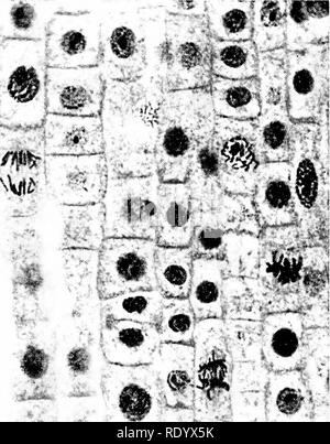 . Grundsätze der modernen Biologie. Biologie. Protoplasma, ihe Zelle und den Organismus - 17. 1' t:. W-m Abb. 2-1. Photomicrograph der typischen Zellen in einem befleckten Abschnitt der Wurzel einer Zwiebel. Zu beachten ist, dass jeder Kern als dunkle runde Körper durch die leichtere Zytoplasma umgeben wird angezeigt. In ein paar Zellen die Kerne sind nicht im Fokus. Auch einige der Zellen sind geteilt, in diesem Fall die Chromosomen (s. 41) sichtbar sind. (Copyright, Allgemeine biologische Supply House, Inc.), jedoch keine kernmembran dieser trennt vom Zytoplasma. Einige Vorsicht ist notwendig, da diese Zellen sind ex-Trem s Stockfoto