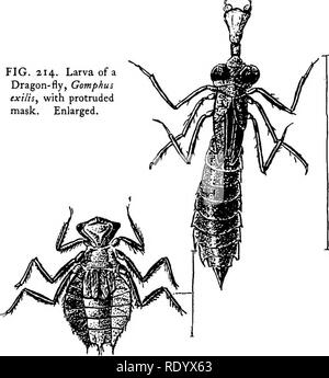 . Goldfisch Rassen und andere Aquarienfische, ihre Pflege und Vermehrung; ein Leitfaden für Süß- und Meerwasseraquarien, ihre Fauna, Flora und Management. Aquarien; Goldfische. Aquatische Insekten an Süßwasser, Abb. 214. Larve eines Drachen-fliegen, Gomphus exiijs ragte, mit Maske. Vergrößert.. Dragon-Flies gehören zur Ordnung der IEC, was bedeutet, dass ein Zahn. Mehr als 2000 Arten wurden gegründet, von denen etwa 300 in den Vereinigten Staaten. Sie sind sehr schlanke Insekten in vier länglichen häutige Flügel, fein verrechnet mit Adern, jeder mit einer gegliederten Struktur oder nodus, nahe der Mitte des her Stockfoto