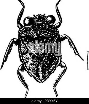 . Goldfisch Rassen und andere Aquarienfische, ihre Pflege und Vermehrung; ein Leitfaden für Süß- und Meerwasseraquarien, ihre Fauna, Flora und Management. Aquarien; Goldfische. Häuser für Blätter mit Wasser. Lampen und elektrischen Lichter ziehen Sie auch in Zahlen. Sie Kaution die Eier in Massen unter Protokolle und Steine an der Grenze von Teichen und Gräben. Die Jungen leben räuberisch und ernähren auf kleine Schnecken und anderen Lebewesen und unterscheiden sich aber im Aussehen von den Erwachsenen, mit Ausnahme in der Abwesenheit von Flügeln. Sie erreichen sie Reife während des ersten Jahres. Lebende Beute nur akzeptabel ist sowohl für die larv Stockfoto