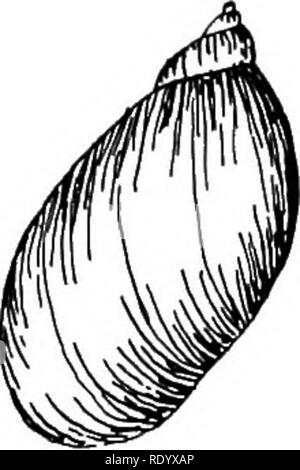 . Goldfisch Rassen und andere Aquarienfische, ihre Pflege und Vermehrung; ein Leitfaden für Süß- und Meerwasseraquarien, ihre Fauna, Flora und Management. Aquarien; Goldfische. Muscheln, VERMES und HYDROZOA. Abb. 166. Lymnaa decidiosa. Vergrößert. Körper teilweise durchscheinend mit dem zentralen Teil Hellbraun. Die Fühler sind kurz und gesprenkelt mit schwarzen. It-in-Gewohnheiten der östlichen Küste von Maine nach South Carolina, und im Westen an Ohio und der Feigenbaum. 165. L,.", "^&lt;. "&Amp;" "//". Vergrößert. Northwestem Staaten. Die spawn erscheint in unregelmäßigen Flecken von 50 auf 100 und Luke in etwa 20 Tagen hinterlegt. Diese Stockfoto