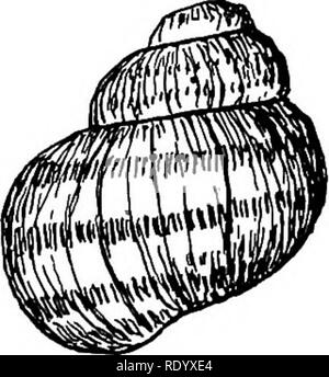 . Goldfisch Rassen und andere Aquarienfische, ihre Pflege und Vermehrung; ein Leitfaden für Süß- und Meerwasseraquarien, ihre Fauna, Flora und Management. Aquarien; Goldfische. . Bitte beachten Sie, dass diese Bilder sind von der gescannten Seite Bilder, die digital für die Lesbarkeit verbessert haben mögen - Färbung und Aussehen dieser Abbildungen können nicht perfekt dem Original ähneln. extrahiert. Wolf, Herman Theodor, 1855 -. Philadelphia, Innes &Amp; Söhne Stockfoto