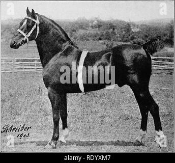 . Die Grundlagen des Live stock Beurteilung und Auswahl. Viehbestand. 172 BEURTEILUNG LICHT Pferden durch die Verwendung von arabischen und Vollblut verbessert. Die Welsh Pony und Cob Gesellschaft teilt die Rasse in vier Typen. Die erste Überlegung ist in der Höhe, einschließlich Proben reichen Hände oder unter 12-2, 12-2, 13-2, 13-2, 14-2 und 14-2 bis 15-2 Hände. Der erste Typ ähnelt einem kleinen arabischen Pferdes, die zweite mehr Der COB-Typ. Abb. 70.- Hackney pony Hengst. Während die dritte in der COB-Klasse kommt. Die letztere Höhe entsprechen, werden zur Infanterie und Kavallerie service geeignet. Stockfoto