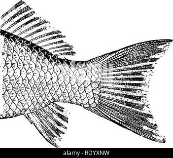 . Goldfisch Rassen und andere Aquarienfische, ihre Pflege und Vermehrung; ein Leitfaden für Süß- und Meerwasseraquarien, ihre Fauna, Flora und Management. Aquarien; Goldfische. Unpäßlichkeiten und Krankheiten., jedoch sind immer nützlich und sollte in wiederholten kleinen Dosen verabreicht werden, eine kathartische Rizinusöl, vorzuziehen. Häufig tauchen Körper und Flossen in die von Wasserstoff peroxid Verdünnen ist eine wirkungsvolle Abhilfe zu schaffen. Bessere Durchlüftung allein kann heilen. Tailrot. Diese Zuneigung, das scheint eine Fortsetzung eines im Allgemeinen überlasteten Zustand zu sein, in der Regel an den Enden der Schwanz beginnt und Stockfoto