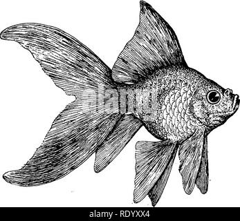 . Goldfisch Rassen und andere Aquarienfische, ihre Pflege und Vermehrung; ein Leitfaden für Süß- und Meerwasseraquarien, ihre Fauna, Flora und Management. Aquarien; Goldfische. Goldfisch RASSEN DER JAPANISCHEN NYMPHE GOLDFISCH Carassius Auratus, var. japonictis nympha. Feigen, 13. und 14. Mit allen fein gezüchtet domestizierte Tiere gibt es immer einige Personen, die eine Tendenz, die teilweise mit dem angestammten Art zurück. Dies geschieht häufig mit Goldfische, da viele der Nachkommen der. Abb. 13 - Skalierte japanische Nymphe Goldfisch Carassius Auratus^ var. japofiicus nympha zwei Drittel leben Größe einen feinsten Stra Stockfoto