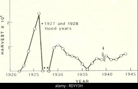 . Die Ökologie der delta Sümpfe des Coastal Louisiana: eine Gemeinschaft Profil. Marsh Ökologie - Louisiana, Feuchtgebiete - Louisiana. 1920 1945 Abbildung 58. Jährliche bisamratte Ernte von einem 52.200-hd Brackwasser Scirpus ojneyi Marsh im Mississippi Delta (O'Neil 1949). töten viel Vegetation Graben für die bevorzugte Wurzeln. Zusätzlich ihr Haus - Bautätigkeit, U-Bahn und Oberfläche Trails (Abbildung 59) viel mehr Marsh zerstören als Direkt verzehrt wird. Zum Beispiel in einem ID-ha Brackwasser marsh Bereich, 24 aktive und 30 inaktive Häuser im April 19 S 2, 31 neue Häuser gebaut wurden, und 10 "ref enthalten Stockfoto