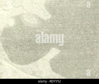 . Die Ökologie der delta Sümpfe des Coastal Louisiana: eine Gemeinschaft Profil. Marsh Ökologie - Louisiana, Feuchtgebiete - Louisiana. Historisch datiert, developnent können Karten. und viel von ihrer historischen Nach einer ersten Pause in der Deich eines großen mündungsarm während der Flut, fließen durch die gletscherspalte allmählich durch aufeinanderfolgende Überschwemmungen steigt, erreicht einen Höhepunkt der maximale Deposition, abnimmt, und ist abgeschnitten (Coleman 1976). Als Folge der Verdichtung, die gletscherspalte System wird vom Meerwasser überflutet und kehrt zu einer Bucht, Umwelt, damit com-erläuterten Arbeitsschritte in den sedimentären Zyklus. Diese creva Stockfoto