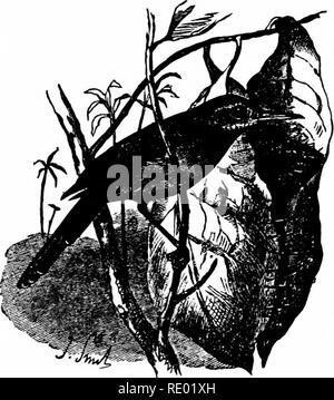 . Feld, Wald und Bauernhof; die Dinge interessant zu junge naturfreunde, darunter auch einige Fragen von Moment zu Gärtner und Züchter. Natural History; Landwirtschaft. Vogelnester 815 genug, um das Ganze in eine Art Handtasche, die hält den Regen zu befestigen. "Die orthotomus, oder Gras-grasmücke, einen kleinen Vogel von Indien, ist eine noch geschickter Schneider, und in der Tat ist allgemein als der Schneider bekannt - Vogel. Sie wählt zwei große Blätter, die noch Lebenden und an - zu dem Ast, auf dem Sie wuchsen Tached. Diese werden zusammen mit Ihrem längeren Kanten berühren, und die Grenze zu Grenze mit einem starken genäht. Stockfoto