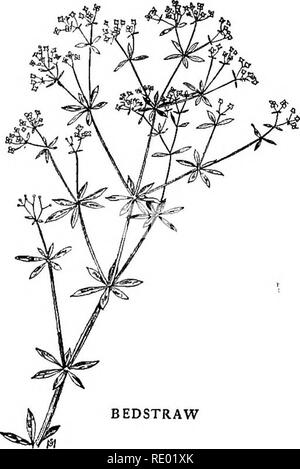 . Der Bach Buch; eine erste Bekanntschaft mit den Bach und seine Bewohner durch die wechselnden Jahr. Natural History. Indische Frühjahr 107 indischen Rohr, das ich jemals außerhalb der Botanik Buch gesehen hatte. Ich kann mich erinnern, auch noch die Serie von Empfindungen, die ich bei dem Anblick erlebt; In-Leichtgläubigkeit, Überraschung, Sicherheit, Freude, staunen, - etwas in der Art. Aber wenn dies der erste, war es bei weitem nicht der letzte. Der Weg zur indischen Frühling schien durch diese unheimliche Blumen" verfolgt werden. Wenn wir endlich gezählt 27 in einem Schattenhaften Klumpen, die wir nicht mehr über sie als Rarität zu schauen, aber ich werde immer Stockfoto