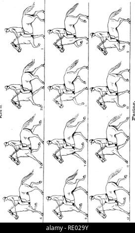 . Der Physiologie der Tiere; ein Lehrbuch für tierärztliche und medizinische Studenten und Praktiker. Physiologie, Vergleichende; Haustiere. . Bitte beachten Sie, dass diese Bilder sind von der gescannten Seite Bilder, die digital für die Lesbarkeit verbessert haben mögen - Färbung und Aussehen dieser Abbildungen können nicht perfekt dem Original ähneln. extrahiert. Smith, Robert Meade, 1854 -. Philadelphia und London, F.A. Davis Stockfoto