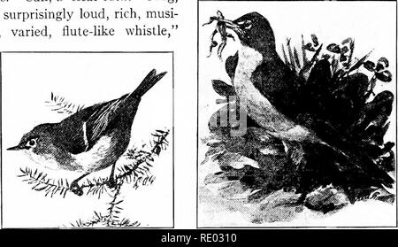 . Die Natur und die Landwirtschaft. Natur Studie; Landwirtschaft. 332 Geflügel und Wildvögeln 749 Ruby - gekrönte Kinglet. Länge 4 j Zoll. Ähnlich wie die Goldenen - gekrönt mit der Ausnahme, dass der Patch auf dem Kopf ist rot statt orange, und ist nicht leicht zu sehen. Zwei weißliche Flügel - Bars. Anruf, ein klares cack. Lied, "ein überraschend laut, reich, musi-cal, abwechslungsreich, Flöte - wie Pfeifen,". RuBY - gekrönte KiNGLET amerikanischen Robin auf dem Frühling und Herbst Migrationen sowie in seinem Nest gehört werden - ing. M. und S.R. Soor Familie. - Diese Familie ist den ersten Rang unter den Vögeln gegeben, für die sanfte festgestellt Stockfoto