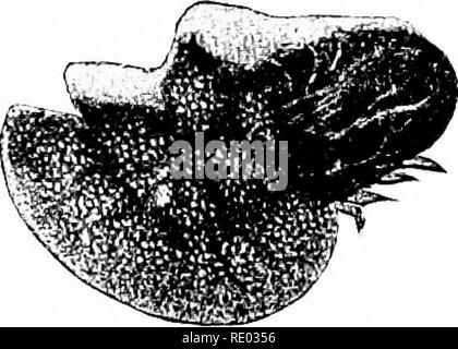 . Ein Lehrbuch der Veterinär Pathologie, für Studenten und Praktiker. Veterinär Pathologie. Marsaranus. Vnnulatus, f. niali P^ist - 56.- IMargarapiis. Annulatus, männlich.. Bitte beachten Sie, dass diese Bilder sind von der gescannten Seite Bilder, die digital für die Lesbarkeit verbessert haben mögen - Färbung und Aussehen dieser Abbildungen können nicht perfekt dem Original ähneln. extrahiert. Kinsley, Albert Thomas, 1877. Chicago, A. Eger Stockfoto