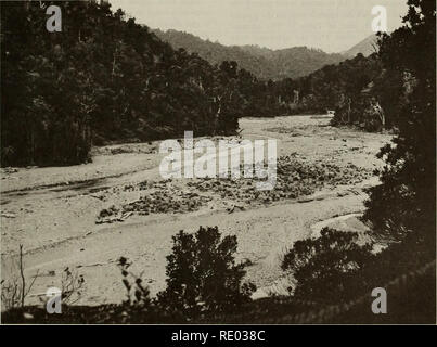 . Die Ökologie der arboreal folivores: ein Symposium an der Erhaltung und Research Center, National Zoological Park, Smithsonian Institution, Mai 29-31, 1975. Folivores; Waldökologie; Blätter; Säugetiere; Säugetiere. Gräser und forbs, eine kleine Menge von KLEE (Trifolium sp.) (Abbildung 4). Regel 9 293 machte diese Ausflüge 4 bis 5 Stunden nach Beginn der Aktivität und blieb dort für ca. 4 Stunden. Auf den ersten 3 aufgezeichnete Besuche Sie junge des Jahres mit ihr hatte. Sie war nie allein und oft gemeinsam den Bereich mit bis zu 7 Opossums alle häufig Fütterung auf den Boden. Die h Stockfoto