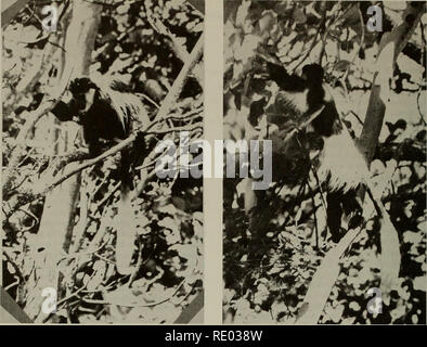 . Die Ökologie der arboreal folivores: ein Symposium an der Erhaltung und Research Center, National Zoological Park, Smithsonian Institution, Mai 29-31, 1975. Folivores; Waldökologie; Blätter; Säugetiere; Säugetiere. Abbildung 2. Guereza sitzt Fütterung auf mittlere horizontale Zweig. Die Haltung ist zu Fuß in den Griff und mit der anderen Hand griff stabilisiert, während die Blätter mit der freien Hand versammelt sind. Abbildung 3. Guereza steht bipedally auf abschüssigem Mittlere Zweig von Bild und sammelt Frucht mit der freien Hand. das Fortschreiten in der Regel eine Truppe war Tätigkeit, die eine Reihe von ziemlich kurz bewegt, getrennt durch kurze Paro Stockfoto