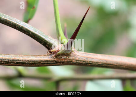 Robinie - Robinia pseudoacacia Stockfoto