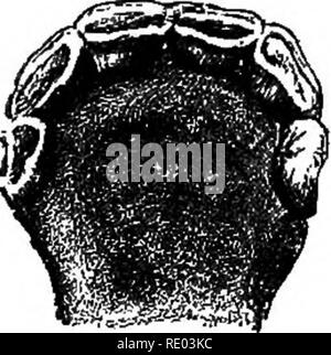 . Ein Lehrbuch der vergleichenden Physiologie für Studierende und Praktiker der vergleichenden (Veterinärwesen) Medizin. Physiologie, Vergleichende. Neu - geboren. 3 mont) ist. 6 Monat s.. Bitte beachten Sie, dass diese Bilder sind von der gescannten Seite Bilder, die digital für die Lesbarkeit verbessert haben mögen - Färbung und Aussehen dieser Abbildungen können nicht perfekt dem Original ähneln. extrahiert. Mühlen, Wesley, 1847-1915. New York, Appleton Stockfoto