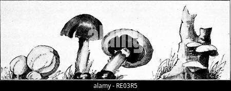. Die Natur und die Landwirtschaft. Natur Studie; Landwirtschaft. Pflanzenkrankheiten 183 in alle Teile der Pflanze befallen. Anstelle von Samen, Pilze produzieren immense Zahl von Sporen, die dem gleichen Zweck dienen und sind so winzig wie Körner von Staub. Diese Sporen über weite Entfernungen durch den Wind durchgeführt werden, und wenn einige von. a. b. c. ein, BOVISTEN; b, gemeinsame Pilze; c, Regal oder Halterung Pilze Sie geschehen auf eine Ausschreibung Teil der Anlage, die ihren Liebling zum Opfer Lodge, sie sprießen und bald ihre Thread senden - wie Fasern in das Gewebe. Einige vertraute Pflanzenkrankheiten, die durch parasitäre Pilze verursacht sind Rus Stockfoto