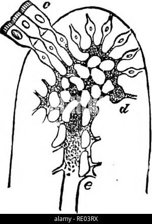. Der Physiologie der Tiere; ein Lehrbuch für tierärztliche und medizinische Studenten und Praktiker. Physiologie, Vergleichende; Haustiere. 456 PHYSIOLOGIE DER HAUSTIERE. Leukozyten, die sich in der Aneignung der albuminoids eine Rolle entspricht der des roten Blut-Körperchen in Atmung füllen. Er geht davon aus, dass der Grund, warum Pepton nicht im Blut erkannt werden, weil es mit diesen lymphatischen Zellen verbunden hat, und ist, durch ihre Vermittlung, die sich in verschiedenen Teilen des Körpers transportiert; und er Bezug auf den schnellen pro Liferation der Zellen der Adenoiden tissu Stockfoto