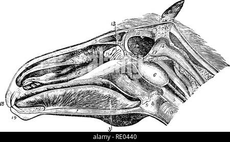 Gaumensegel - Pferd Equus Anatomie - isoliert auf weißem Pferd