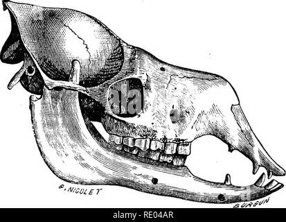 . Der Physiologie der Tiere; ein Lehrbuch für tierärztliche und medizinische Studenten und Praktiker. Physiologie, Vergleichende; Haustiere. Abb. 90.-Kopf op Gehörnten meditativ-Ox. (Biclard.). Abb. 91.-Kopf von hornlosen Wiederkäuer - Kamel. (Biclard.) Bei allen Tieren die Finger unter dem jochbeinbogen Fossa wird die Vorwärts- und Rückwärtsbewegung der Koronararterien Prozess unterscheiden und der Mund geöffnet und geschlossen wird. In Carnivora, inwieweit die 16. Bitte beachten Sie, dass diese Bilder aus gescannten Seite Bilder, die digital für die Lesbarkeit verbessert haben mögen - Färbung und ap extrahiert werden Stockfoto