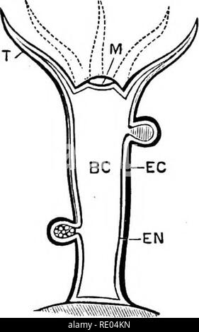 . Der Physiologie der Tiere; ein Lehrbuch für tierärztliche und medizinische Studenten und Praktiker. Physiologie, Vergleichende; Haustiere. . Bitte beachten Sie, dass diese Bilder sind von der gescannten Seite Bilder, die digital für die Lesbarkeit verbessert haben mögen - Färbung und Aussehen dieser Abbildungen können nicht perfekt dem Original ähneln. extrahiert. Smith, Robert Meade, 1854 -. Philadelphia und London, F.A. Davis Stockfoto