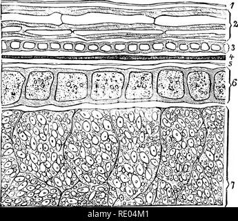 . Der Physiologie der Tiere; ein Lehrbuch für tierärztliche und medizinische Studenten und Praktiker. Physiologie, Vergleichende; Haustiere. Pflanzliche Nahrungsmittel. 165 Eiklar, 2 Prozent, Fett, 53 Prozent Kohlenhydrate und 1 T. 5 Prozent, Zellulose. Die Zubereitung von Brot hängt nach der Gärung durch die Wirkung der Hefe - Werk in Roggen oder Weizen - Mahlzeit zu einer dicken Paste mit Wasser vermischt, die so genannte Teig, und erlaubt, bei ca. 30°C durch die Wirkung der Hefe Teil der Stärke zu gären ist in dextrin und Zucker, von dem ein Teil wieder Fell unterzogen wird konvertiert Stockfoto