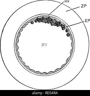 . Der Physiologie der Tiere; ein Lehrbuch für tierärztliche und medizinische Studenten und Praktiker. Physiologie, Vergleichende; Haustiere. 26 PHYSIOLOGIE DER HAUSTIERE. Blast. Die oberflächliche Epiblast ist wieder der abgeflachten Zellen, die bald Säulig geworden und scheinen mit der abgerundeten Elemente unterhalb, außer an den unteren Teil des embryonalen Gebiet vereinen gebildet. Hier die blasto-. Abb. 16 - Der Hase Eizelle zwischen 70 bis 90 Stunden nach der Imprägnierung, nachdem E. Van Beneden. (. Sal/Unsere.) BV, Hohlraum von blastodermic Vesikel (yelk-sac); BP, epiblast; HT, hypoblast; ZP, mucou Stockfoto