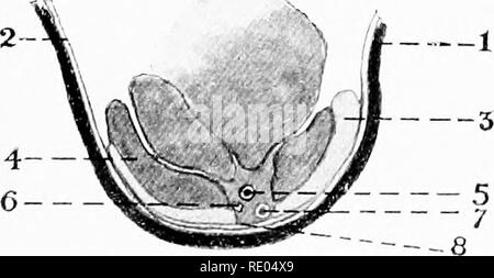 . Die chirurgische Anatomie des Pferdes... Pferde.   1. Platte XXXII. - Sitz der Ulnaren Nkukectomy I. in der Haut. 2. Oberflächlichen faszie. 3. Tiefe Faszien. 4. Sehne von flexor metacarpi medius. 5. Ulnaris ausgesetzt. 6. Sehne von flexor metacarpi Externus. 7. Kamm des pisiform Knochen. A. - SITZ DER ULNAREN NEURECTOMY IN ABSCHNITT I. in der Haut. 2. Oberflächlichen faszie. 3. Sehne von flexor metacarpi Externus. 4. Flexor metacarpi medius. 5 Ulnaren Arterie. 6. Ulnaris. 7. Ulnare Vene. 8. Tiefen faszie Übergang von der Sehne des fJexor metacarpi medius auf Der flexor metacarpi Externus.. Bitte beachten Sie, dass diese Bilder sind ext Stockfoto