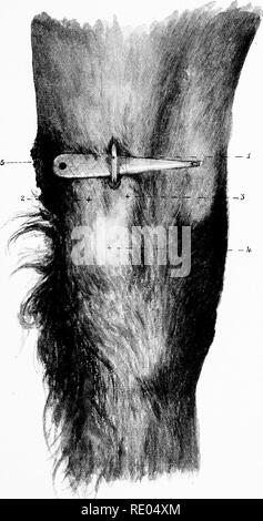 . Die chirurgische Anatomie des Pferdes... Pferde. Platte XXXI. - Sitz der Ulnaren Neurectomy mit Ulnaris ausgesetzt I. Ulnaris. 2. Höhe gebildet von flexor inetacarpi medius. 3. Höhe gebildet von flexor metacarpi Externus. 4. Vom hinteren Rand der pisiform Knochen gebildet. 5. Kastanie.. Bitte beachten Sie, dass diese Bilder sind von der gescannten Seite Bilder, die digital für die Lesbarkeit verbessert haben mögen - Färbung und Aussehen dieser Abbildungen können nicht perfekt dem Original ähneln. extrahiert. Share-Jones, John T., Williams und Norgate London Stockfoto