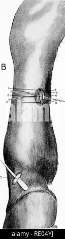 . Die chirurgische Anatomie des Pferdes... Pferde. Platte XXVI - Die SUUCARPAL LIGAMENT I. Haut, 3. Faszien. 3. Flanke von aufschiebende Ligament. 4. Sehne von flexor perforatns. 5. Subcarpal oder checl; Ligament. 6. Sehne von flexor perforans. 7. Verkleidung (reflektiert). N. II. - Die Sehnen haben leicht nach hinten gezogen. B.-SITZ DER TENOTOMY DER BEUGEMUSKELN DER ZIFFER, etc. I. in der Haut. 2. Interne plantar Nerv. 3. Interne metacarpal Vene. 4. Faszien. 5. Große metacarpal Arterie. 6. Sehne von flexor perforans. 8. Sehne von flexor perforatus. 7. Innere Zweig der aufschiebende Ligament ausgesetzt.. Bitte beachten Sie, dass Thess Stockfoto