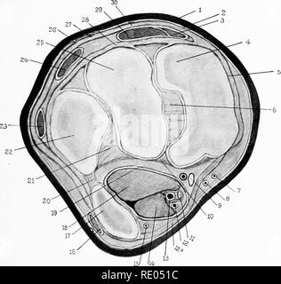 . Die chirurgische Anatomie des Pferdes... Pferde. Platte XXI. - Querschnitt" in der Nähe von "Knie.-Ich. Haut. 2. Subkutane Faszien. 3. Sehne Der extensor metacarpi obliquus. 4. Karpalknochen. 5. Der interne, seitliche Ligament. 6. Scapho-lunar interosseous Ligament. 7. Metacarpal Vene. 8. Kleine metacarpal Arterie, g. Externe plantar Nerv. (Den Nerv hat gerade die faserige Arch anschließen Der karpalknochen und pisiform Knochen durchbohrt, und ist die Runde an der äußeren Seite.) 10. Gemeinsame posterior Ligament. 11. Interne plantar Nerv. ) 2. Interne metacarpal Vene. 12a. Faserige arch. 13. Große metacarpal Arterie. 1. Stockfoto