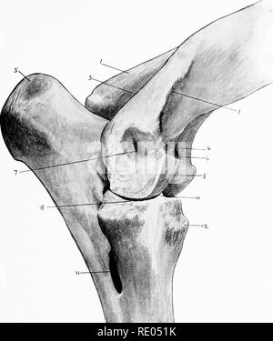 . Die chirurgische Anatomie des Pferdes... Pferde. Platte XX,- Das Winkelstück Jult^ OuTEl; Asi' ich; ct). - Die Knochen I. inneren Kondylus des Humerus. 2. Ridge, von dem Teil der extensor metacarpi magnns entsteht. 3. Eingang fossa zu Olecranon. 4. Grube für die Herkunft der extensor pedis und Teil der extensor metacarpi Magnus. 5. Gipfel des Olecranon Prozess der ulna. 6. Coronoid Fossa. 7. Grube für Befestigung von externen lateralen Ligament. 8. Artikularkirche Oberfläche des Humerus, g. Flanke von gelenkknorpel Oberfläche des Radius. 10. Coronoid Prozeß. 11. Radio-ulnare Arch. 12. Bicipital tuberosity.. Bitte beachten Sie, dass diese Bilder extrahiert werden Stockfoto