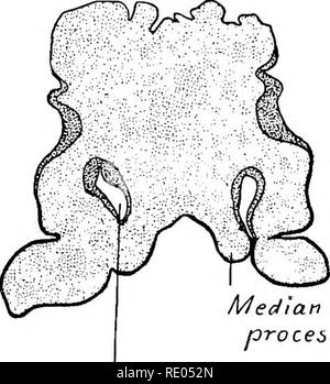 . Ein Labor Hand- und Lehrbuch der Embryologie. Embryologie. Fore - Gehirn olfaktorischen Platte D. Median nasaler Prozess. Bitte beachten Sie, dass diese Bilder sind von der gescannten Seite Bilder, die digital für die Lesbarkeit verbessert haben mögen - Färbung und Aussehen dieser Abbildungen können nicht perfekt dem Original ähneln. extrahiert. Prentiss, Karl Wilhelm, 1874-1915. Philadelphia, London, W. B. Saunders Stockfoto