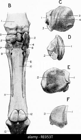 . Die chirurgische Anatomie des Pferdes... Pferde. Platte XVI - Karpaltunnelsyndrom A.-MITTELHANDKNOCHEN - SEITLICHE ASPEKT I. Kleine metacarpal Bone. 2. Große metacarpal Bone. 3. Dif-Schiene fixiert. 4. Taste der kleinen metacarpal Bone. 5. Noduläre Schiene. B.-- CAEPAL UND METACAKPAL KNOCHEN-POSTERIOR ASPEKT I. Radius. 2. Pisiform. 3. Taschenklappen. 4. Magnum. 5. Sca-phoid. 6. Unciform. 7. Trapez. 8. Äußere kleine metacarpal (Körper). 9. Innere kleine metacarpal (Kopf). 10. Große meta-carpal Knochen. Ii. Taste der kleinen metacarpal Bone. 12. Sesa - waqass Knochen. 13. Suffraginis. C.-PISIFORM KNOCHEN DES LINKEN CARPUS-ÄUSSEREN ASPEKT I. Facette für Stockfoto