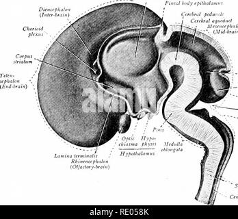 . Ein Labor Hand- und Lehrbuch der Embryologie. Embryologie. 338 DER MORPHOGENESE DES ZENTRALEN NERVENSYSTEMS Netz der Blutgefäße und eine wichtige interne Sekret produzieren. Gleichrangig mit der Differenzierung der anterior lobe den infundibular Anlage des Diencephalt (Inter-) braiu lpkZs Körper epiihalamus Narbig Zerebrale pedu Nek zerebrale Aquädukt Mesencephalon"&lt;"). RkombemxphaHc isthmus Kleinhirn Metencephaloti {Hind-Gehirn) Rhombischen fossa Myelentepkalon [Ajler - Bmin) spinale Karte zentralen Kanal Abb. 324.- medianen Sagittalschnitt des Gehirns von einem Fötus der dritten Mon Stockfoto