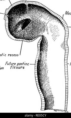 . Ein Labor Hand- und Lehrbuch der Embryologie. Embryologie. Palli, Diencephalon Mesencephalon Neuroporus anterior Isthmus Corpus striatum. Mese n c ephalan Cephalen Biegung Optic Aussparung Zukunft pontine Rhombencephalon Biegung Rhombencephalon Abb. 312.- Rekonstruktionen des Gehirns eines 3,2 mm. menschlichen Embryo. A, seitliche Fläche; B, in das mittlere sagittale Ebene geschnitten (nach Seinem). In Embryonen von 3,2 mm., geschätztes Alter drei Wochen, drei wichtige Veränderungen (Abb. genommen haben. 312 A, B): (1) Das Ende des Neuralrohrs verbogen ist stark in der Mitte des Gehirns Region, daß die Achse der Fore-brain-Nr. Stockfoto