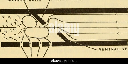 . Die Ökologie und die Lebensgeschichte der Grasfrosch (Rana temporaria Temporaria). Rana temporaria. Zunge VENTRALEN VELUM Abb. 17. Sagittalschnitt einer Kaulquappe von R. Temporaria. Die Strukturen von Bedeutung in der Fütterung SCHLEIMHÄUTE NETZKABEL DORSALE GAUMENSEGEL ESSEN Partikel. VENTRA: lum GILL SCHLUPFWINKELN Abb. 18. Schematische Ansicht der Mundhöhle und des Rachens einer Kaulquappe, die den Weg durch das Wasser genommen und sterben Strukturen von Bedeutung in der Fütterung in R. temporaria und in B. hufo. Ich habe sie in diese Arten und auch gesehen in Bombina variegata, und mehrere Arten von Microhyhdae. Dies ist wie eine Reihe von Anuran f Stockfoto