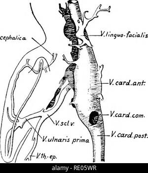 . Ein Labor Hand- und Lehrbuch der Embryologie. Embryologie. V. thoraco-epioastrica Ventralen subclavia VcephaJ,. Bitte beachten Sie, dass diese Bilder sind von der gescannten Seite Bilder, die digital für die Lesbarkeit verbessert haben mögen - Färbung und Aussehen dieser Abbildungen können nicht perfekt dem Original ähneln. extrahiert. Prentiss, Karl Wilhelm, 1874-1915. Philadelphia, London, W. B. Saunders Stockfoto