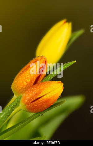 Gelb und Orange Tulpen mit abgestuften Plain grüner Hintergrund mit Wassertropfen auf Blüten Stockfoto