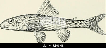 . Die Ökologie und die Ökonomie der Oneida Lake Fisch. Süßwasser Fische, Fische; Fischerei; Zoologie, Wirtschaftliche. 392. Abb. 213. Forelle Barsch (Pcrcol ist oinisco-}iiaycus). ^ Vm^ SmilS Abb. 214. Bach Silversides (Labidcsthcs sicculus).. Bitte beachten Sie, dass diese Bilder sind von der gescannten Seite Bilder, die digital für die Lesbarkeit verbessert haben mögen - Färbung und Aussehen dieser Abbildungen können nicht perfekt dem Original ähneln. extrahiert. Adams, Charles C. (Charles Christopher), 1873-1955; Hankinson, Thomas Leroy, 1876 -; New York State College der Forstwirtschaft an der Syracuse University. Roosevelt Stockfoto