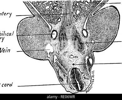 . Ein Labor Hand- und Lehrbuch der Embryologie. Embryologie. Abb. 137.- Querschnitt von 10 mm. Embryo durch die unteren Gliedmaßen Knospen auf der Ebene der Öffnungen des Ureters in die Tubuli Kanäle. X 22.5. Mesente Rumbilica. 1 Arterie. Coelm Metanephras Anlaqe der Chorda dorsalis Rückenmark Abb. 138.-Querschnitt durch die anlages des metanephroi in einem 10 mm. Schwein Embryo. X 22.5.. Bitte beachten Sie, dass diese Bilder extrahiert werden aus der gescannten Seite Bilder, die digital haben für die Lesbarkeit verbessert - Färbung und Aussehen dieser Abbildungen können nicht Perfekt re Stockfoto