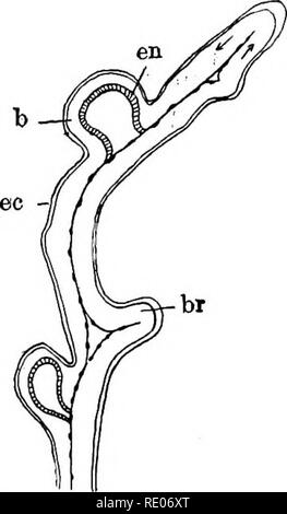 . Ein text-Buch von Wirbellosen Morphologie. Wirbellose Tiere. 628 wirbellose MORPHOLOOT.. Der Test; tlie Hohlraum enthält Es ist kontinuierlich mit dem Körper - zölom und wird deshalb von Mesoderm gesäumt und ist in zwei Abteile durch eine Längs- Partition, der zurück zu seinem Ursprung von der posterioren Wand des Branchial sac der ursprünglichen individuellen zurückverfolgt werden kann. Da ektodermalen Gewebe zwischen dem Mesoderm und die innere Oberfläche des Tests liegt, zum Ausläufer enthält alle drei Teile des Keim-Schichten, und ein Teil jeder geht in jedem Bud (i) wie sie entsteht. Die ersten Anzeichen dafür, dass das Stockfoto