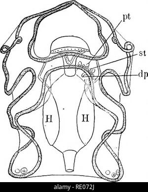 . Ein text-Buch von Wirbellosen Morphologie. Wirbellose Tiere. 590 wirbellose Morphologie. Differenzen mit der Abwesenheit oder Kürzung der eiförmig Drüse und eines aboral Nervensystem verbunden sind. Die Zahl der Organe ist sehr reduziert und keine genitalen Schnüre noch entdeckt worden. Es ist Interesse-ing zu beachten, die Existenz einer genitalen Lücke oben erwähnt, in Verbindung mit dem die Geschlechtsorgane seemto entwickeln, und es mag sein, wie gesagt, dass die Lacunar Verdickung, aus denen sie entsteht, gilt als Vertreter der eiförmig Drüse, die, wie oben dargelegt, ist Stockfoto