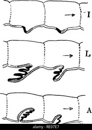 . Ein text-Buch von Wirbellosen Morphologie. Wirbellose Tiere. Typ ABAGHNIDA. 457 entsprechend, dass für die Beziehungen zu anderen Formen werden muss, und einen Vergleich mit Limulus zeigt Ähnlichkeiten von Strukturen so zahlreich und so detailliert, daß die Schlußfolgerung unvermeidlich ist, dass beide auf eine gemeinsame Abstammung zurückzuführen zu sein. Sind damit die cephalothoracic ap-pendages in sowohl in Anzahl identisch, und, so weit wie die ersten zwei Paare betroffen sind, im allgemeinen Struktur ebenfalls, während die genitale opercula der Scorpions in ihrer Beziehung zu den genitalen Körperöffnungen zu den opercula o vergleichbar sind. Stockfoto