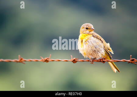 Yellow Bird sitzen aufliegt und auf Stacheldraht mit Hintergrund unscharf. Stockfoto